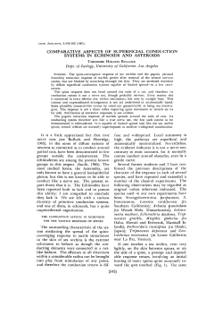 comparative aspects of superficial conduction systems in echinoids