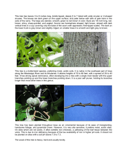 This tree has leaves 3 to 6 inches long, bristle tipped, deeply 5 to 7