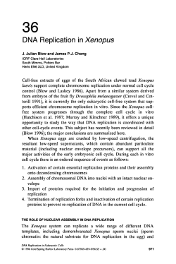 DNA Replication in Xenopus - DNA Replication and Human Disease