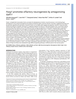 Foxg1 promotes olfactory neurogenesis by