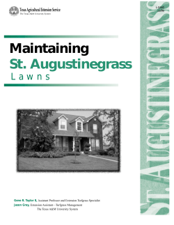 Maintaining St. Augustine Lawns - Publication.tamu.edu