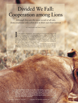 Divided We Fall: Cooperation among Lions