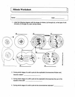 Mitosis Worksheet