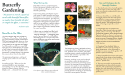 Butterfly Gardening - East Bay Regional Park District