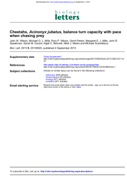 Cheetahs balance turn capacity with pace when chasing
