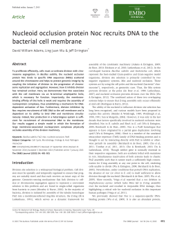 Nucleoid occlusion protein Noc recruits DNA to the bacterial cell