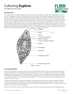 Culturing Euglena - Flinn Scientific