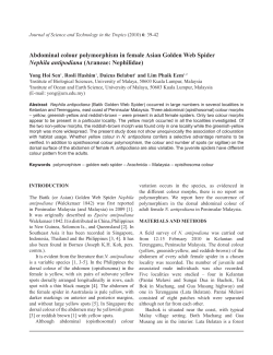 Abdominal colour polymorphism in female Asian