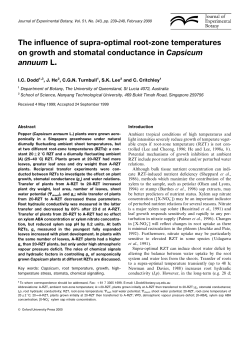 The influence of supra-optimal root
