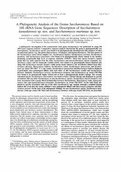 Saccharomyces - International Journal of Systematic and