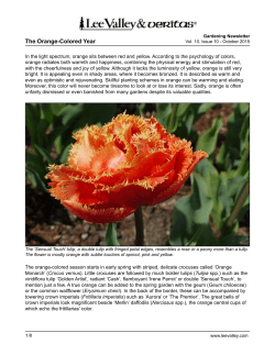 The Orange-Colored Year