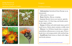 Hawkweed, Orange - MD of Wainwright