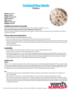 Confused Flour Beetle