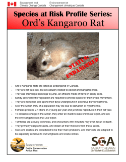 Ord`s Kangaroo Rat Fact Sheet