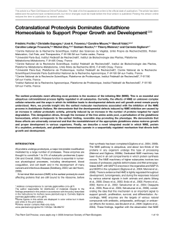 Cotranslational Proteolysis Dominates Glutathione