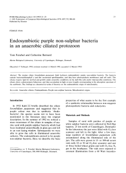 Endosymbiotic purple non-sulphur bacteria in an anaerobic ciliated