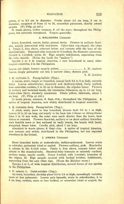 MALVACEAE yellow, 2 to 2.5 cm in diameter. Fruits about 1.5 cm