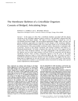The Membrane Skeleton of a Unicellular Consists of Bridged
