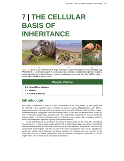 7 | THE CELLULAR BASIS OF INHERITANCE