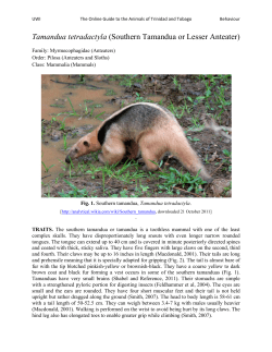 Southern Tamandua or Lesser Anteater