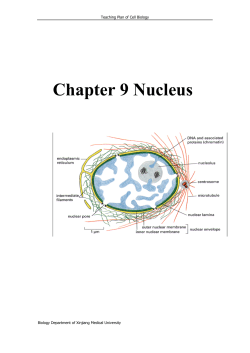 Chapter 9 Nucleus