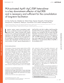 PKA-activated ApAF&ndash;ApC/EBP heterodimer is a key downstream