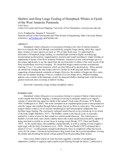 Shallow and Deep Lunge Feeding of Humpback Whales