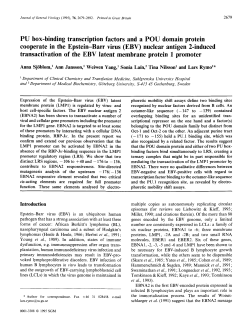 PU box-binding transcription factors and a POU domain protein