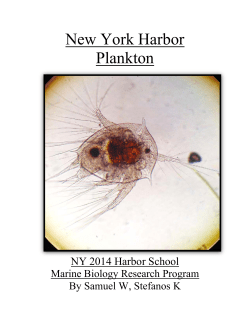 New York Harbor Plankton