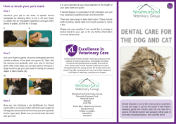 dental care for the dog and cat