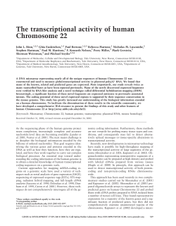 The transcriptional activity of human Chromosome 22