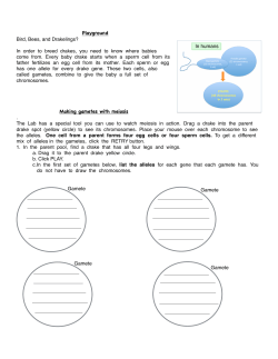 Meiosios Playground Worksheet Grade 6