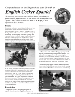 English Cocker Spaniel