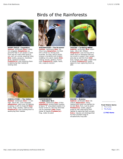 Birds of the Rainforests