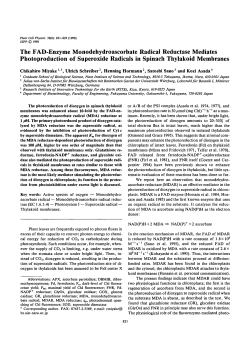 The FAD-Enzyme Monodehydroascorbate Radical Reductase