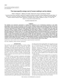 The mass-specific energy cost of human walking is set by stature