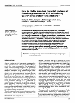 How do highly branched (colonial) mutants of