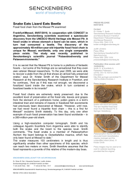 Snake Eats Lizard Eats Beetle