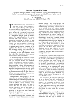 How an Eggshell Is Made