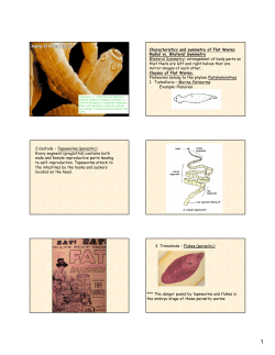 Characteristics and symmetry of Flat Worms Radial vs