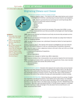 Migrating Swans and Geese - North Carolina Museum of Natural