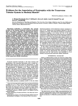 Evidence for the Association of Dystrophin with the Transverse