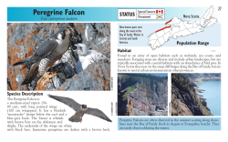 Peregrine Falcon - Species at Risk