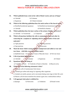 mock paper in animal organization