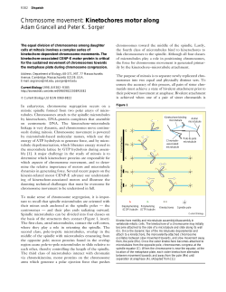 Chromosome movement: Kinetochores motor