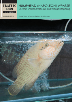 Humphead (Napoleon) Wrasse Cheilinus undulatus trade into and