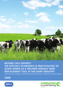 beyond calf exports - Compassion in World Farming