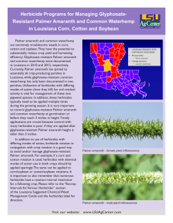 Herbicide Programs for Managing Glyphosate