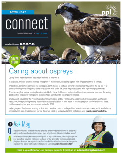 Caring about ospreys Ask Meg