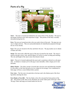 Parts of a Pig - The Judging Connection .com